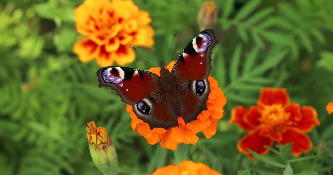 Peacock butterfly. Butterfly with flowers