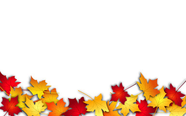 Autumn leaves. Fall colorful maple leaves on white background. Top view. Vector illustration 