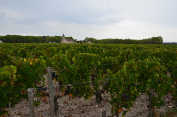 Paisajes del Medoc