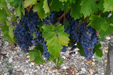 Paisajes del Medoc