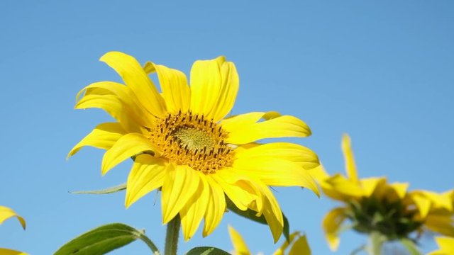 Sunflower rocking in the wind