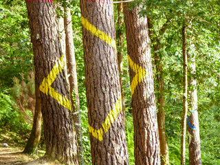 Painted forest in Oma, Basque Country, yelow square. Ibarrola