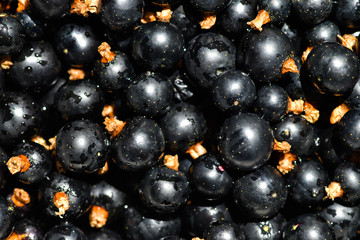 Ripe and washed blackcurrants. View from above on bright sunlight.