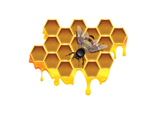 Vector color illustration of honeycomb with honey drops and bee. Design elements for creating brochures, flyers, postcards, labels with honey, bee, honeycombs and liquid honey