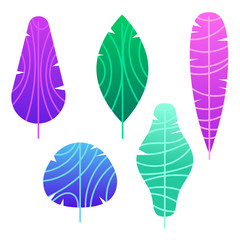 Vector colored illustration of the leaves of a tropical plant. Decorative exotic leaves of tropical trees. Floral elements for banners, flyers and labels