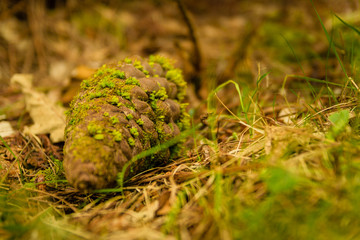 Pine cone on the ground with green moss over it