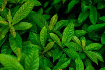 green natural plant leaves  background