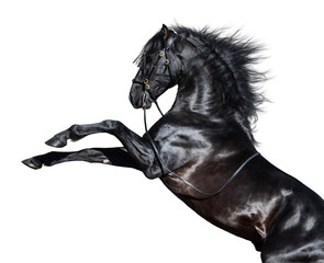 Élevage de chevaux andalous noirs. Isolé sur fond blanc.