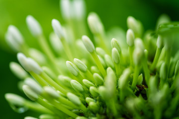 white and green carpel natural background