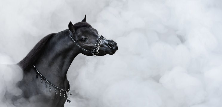Portrait of black American miniature horse in smoke.