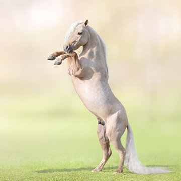 Palomino Miniature Horse with long white tail rearing on grass.