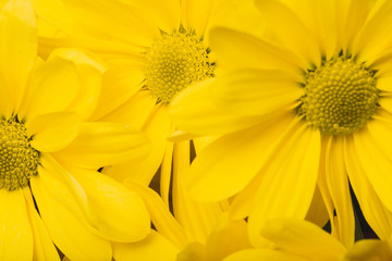 Fototapeta premium Beautiful daisies with yellow petals