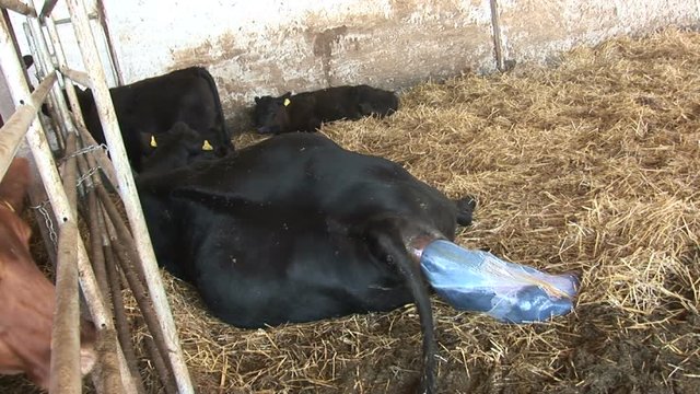 Cow gives birth to calf