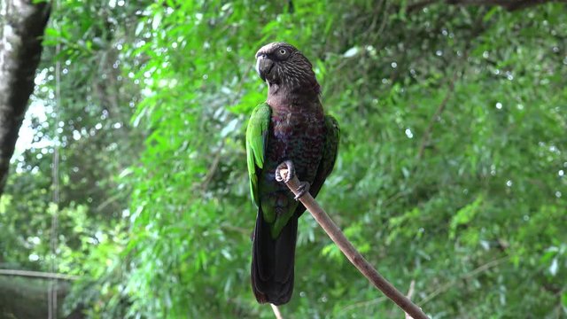 Red-fan parrot (Deroptyus accipitrinus).