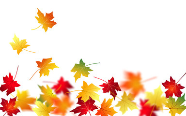 Naklejka na ściany i meble Autumn abstract background. Fall maple leaves. Flying foliage. Vector illustration