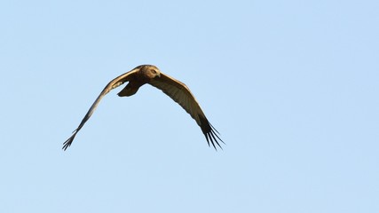 Marsh Harrier (Circus aeroginosus), Crete