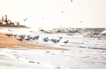 seagulls on a sandy beach