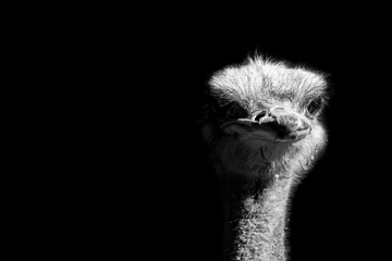 Keuken foto achterwand Struisvogel struisvogel portret geïsoleerd op zwarte achtergrond