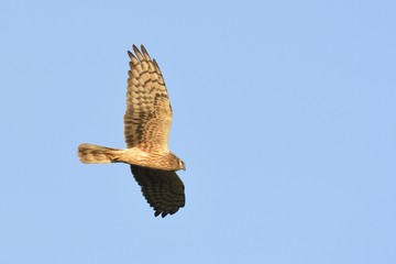 Pallid Harrier (Circus macrourus), Crete