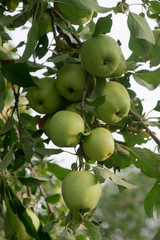 Apple tree