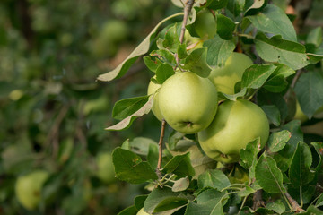 Apple tree