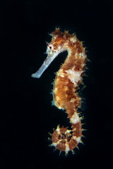 Seahorse (Hippocampus histrix). Picture was taken in Lembeh Strait, Indonesia © Oksana