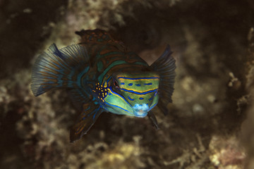 Mandarin fish (Synchiropus splendidus). Picture was taken in Lembeh Strait, Indonesia