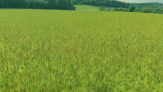 Flug &uuml;ber Hanffeld 