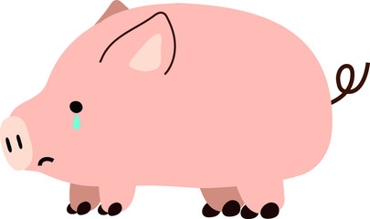 Pig illustration