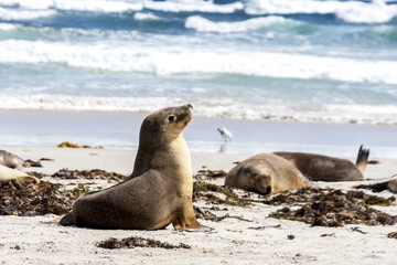 Fototapeta premium Cute Australian Sea Lion (Neophoca cinerea) on Kangaroo Island coastline, South Australia , Seal bay