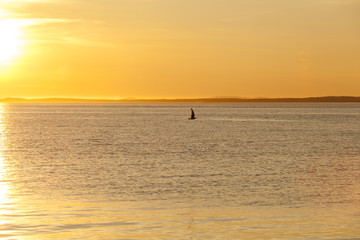 Fototapeta premium Seagull silhouette above the sea at colorful sunset. Сoncept of harmony and tranquility.
