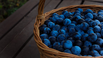Ripe plums in the basket