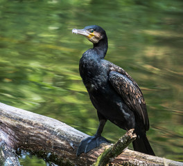 Kormoran - Phalacrocorax carbo
