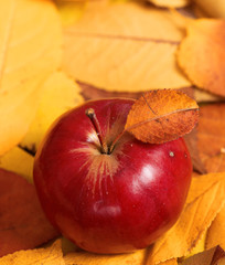 autumn harvest - one red apple is on fallen yellow leaves. Perfect background for autumn season.