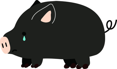 Pig illustration