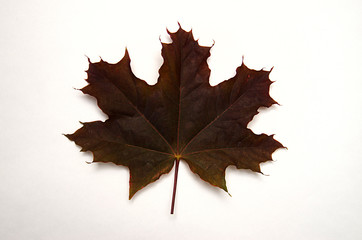 Burgundy maple leaf lies on a white background, top view