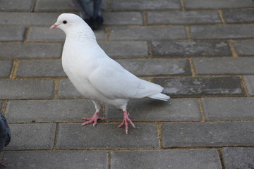 white dove