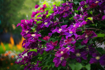 Fototapeta premium Clematis