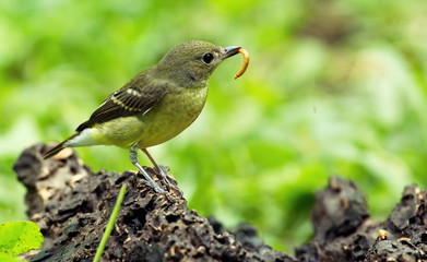 Yellow-rumped flycatcher are from Bangkok Thailand