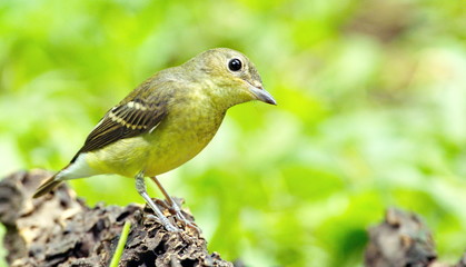 Yellow-rumped flycatcher are from Bangkok Thailand