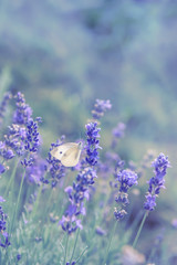 Butterfly on flowers of lilac lavender. a soft artistic photo with a soft focu
