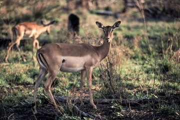 Naklejka na ściany i meble Impala (Aepyceros melampus), Kruger National Park, Mpumalanga, South Africa 