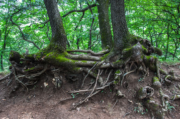 Naklejka na ściany i meble twisted roots of old trees