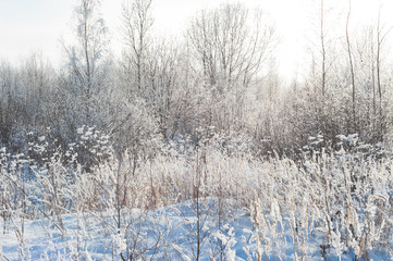 Plants in field covered with snow