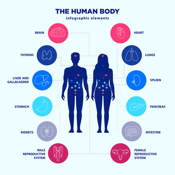 Human body infographic elements, male and female silhouettes and internal organs line icon set, vector flat design, medical graphic signs. Location of internal organs anatomy poster for clinics.