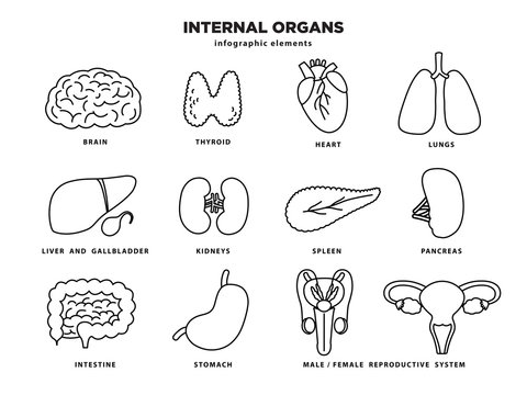 Internal organs icon set. Human organs infographic elements in line design isolated on white background. Brain, thyroid, heart, lungs, liver, kidneys, pancreas, stomach, intestine, reproductive organs
