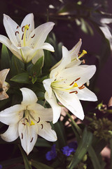 White lily in flower bed.