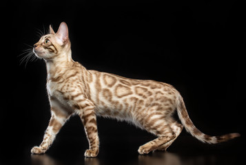 Bengal cat isolated on Black Background in studio