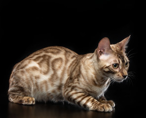 Fototapeta na wymiar Bengal cat isolated on Black Background in studio