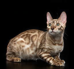 Bengal cat isolated on Black Background in studio